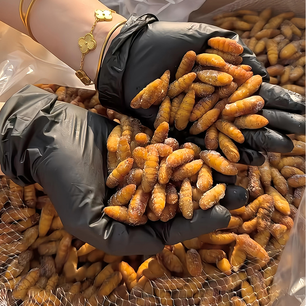Frozen Golden Silkworm Chrysalis
